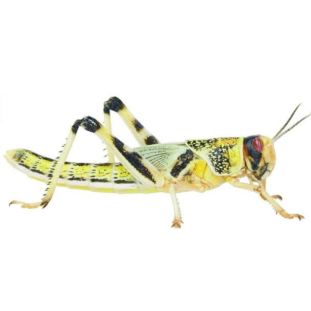 Live Reptile Food Next Day Delivery Reptile Livefood