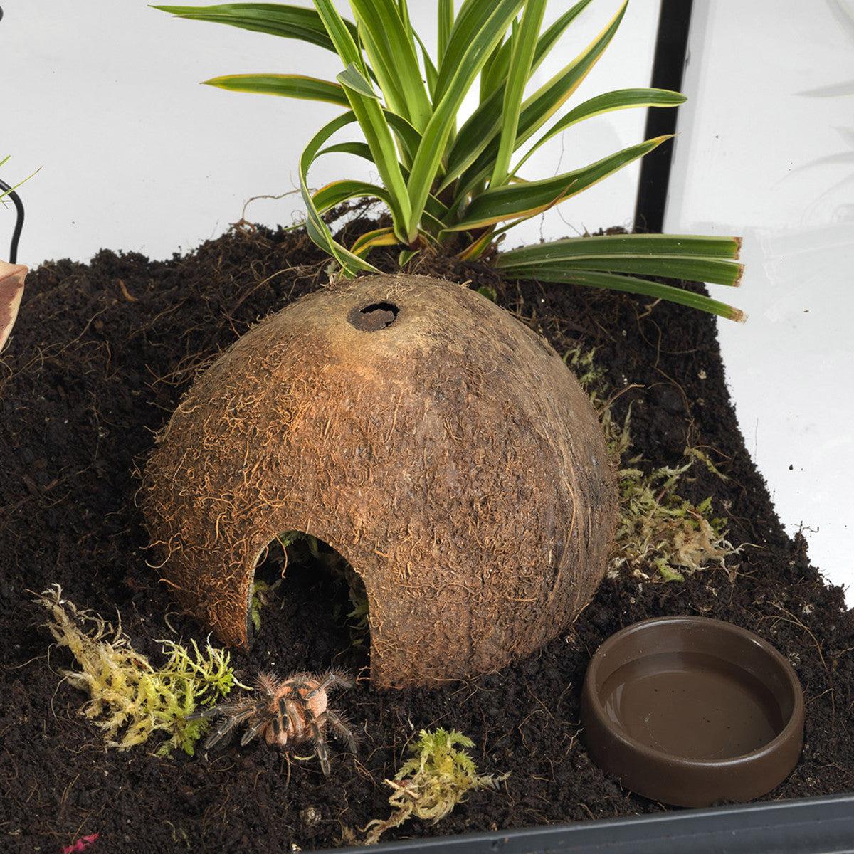 HabiStat Coconut Cave