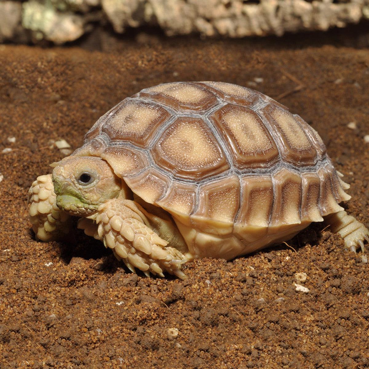 Habistat Tortoise Bedding