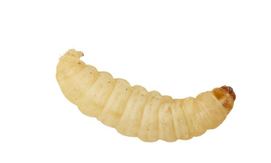 Livefood (ONLINE) Waxworms