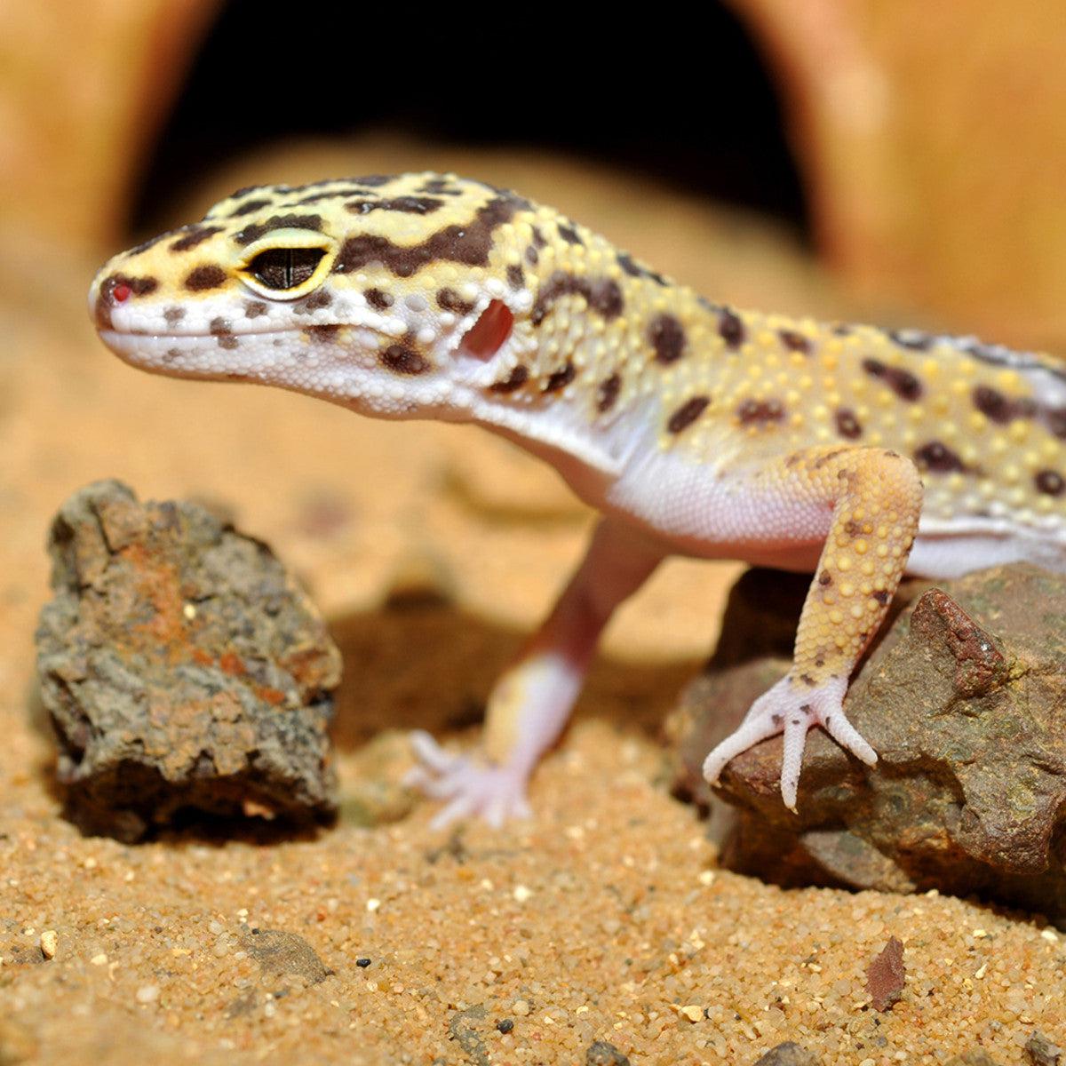 HabiStat Leopard Gecko Bedding